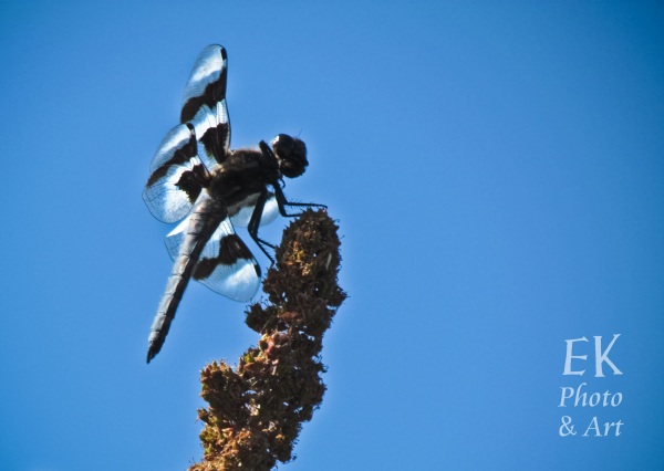 Dragonfly 1 - Nature Photography