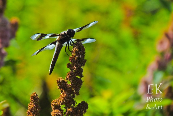 Dragonfly 2 - Nature Photography
